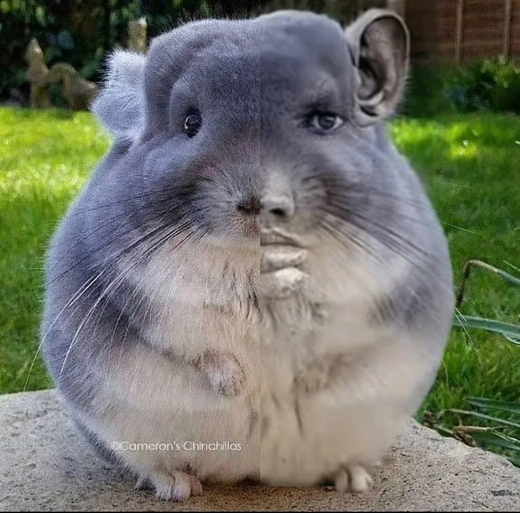 X Hamster X